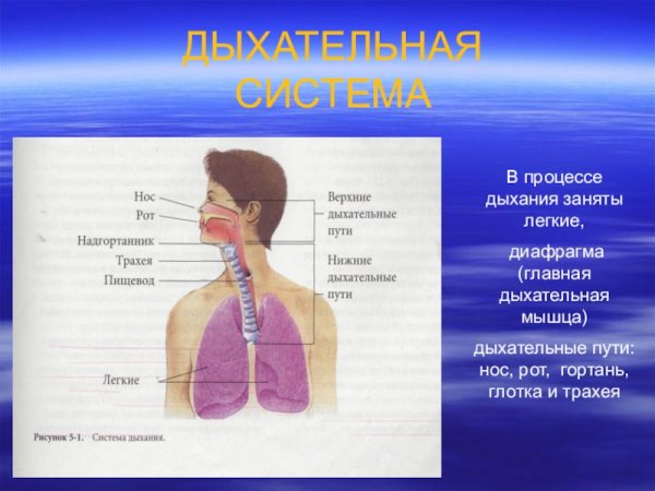 Фотосинтез и дыхание растений