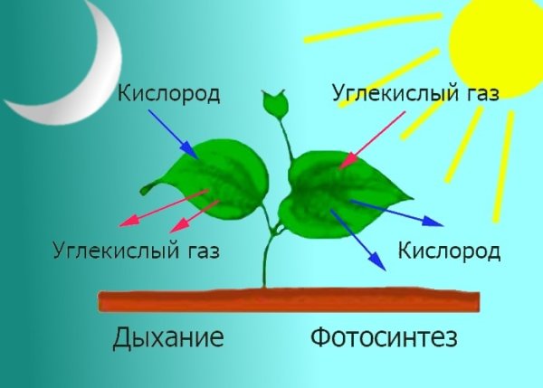 5 Июня Всемирный день окружающей среды