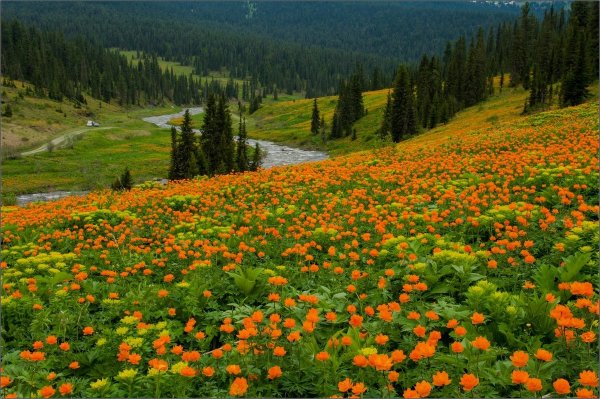 Купальница Горная Шория