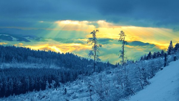 Лес Сибири