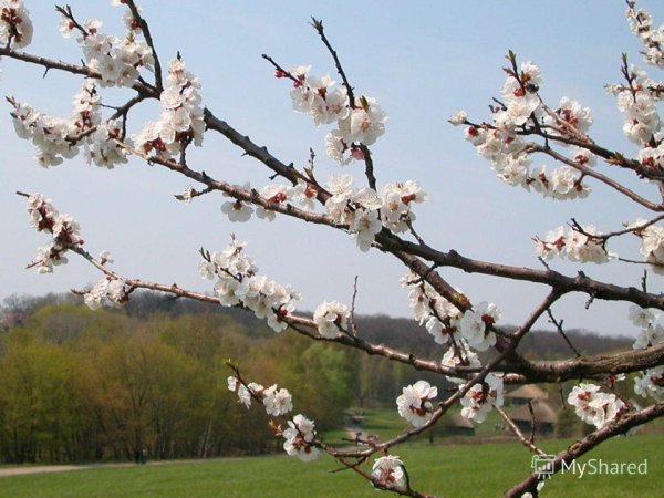 Весенние явления природы