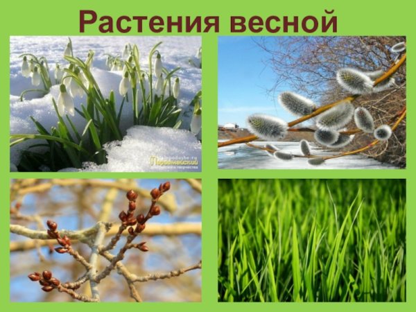 Весенние явления цветы