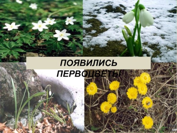 Весна весенние изменения в природе