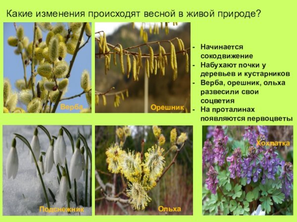 Сезонные изменения весной