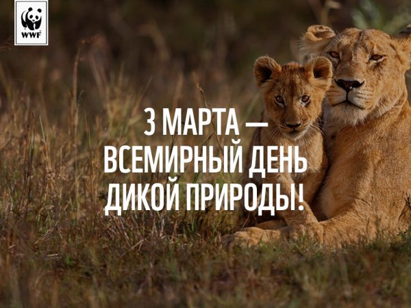 Плакат Всемирный день дикой природы
