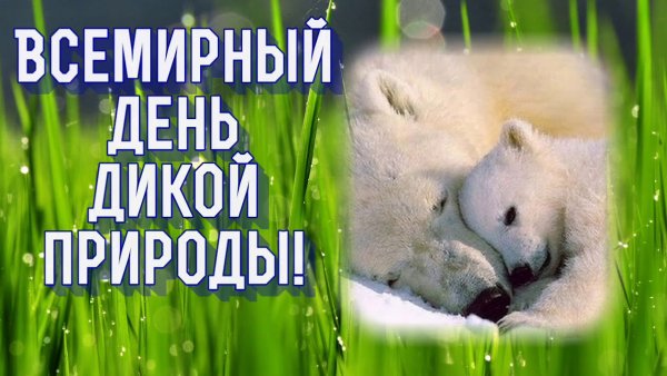 День дикой природы 3 марта
