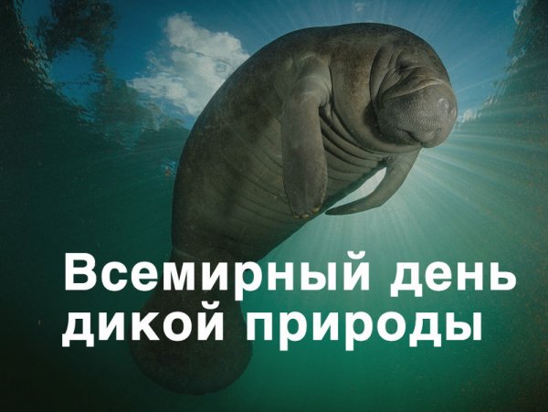 День дикой природы