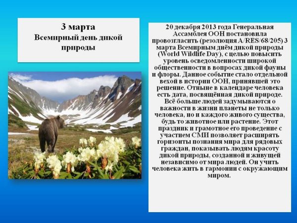 День пробуждения медведя