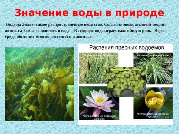 Значение втды в жизни растений и животных
