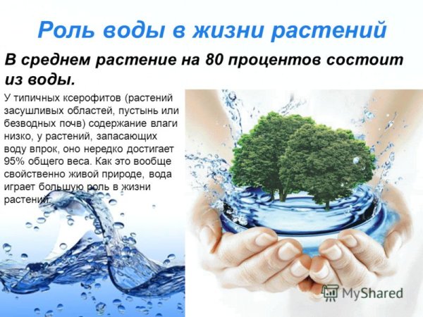 Роль воды в жизни человека