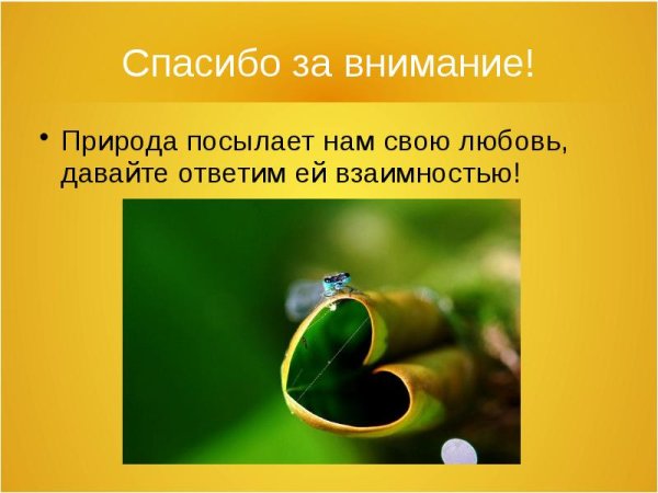 Спасибо за внимание природа