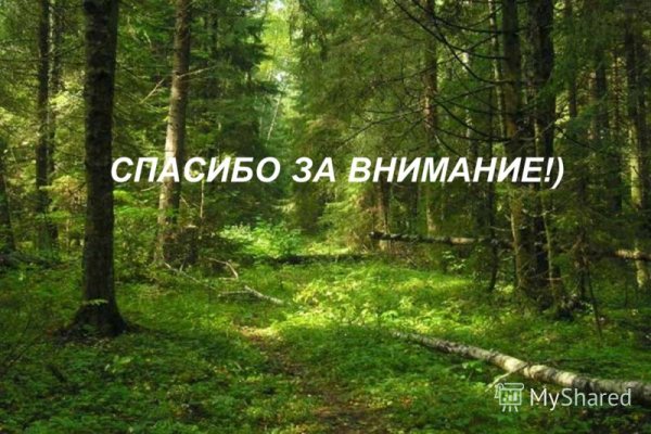 Спасибо за внимание с лесом