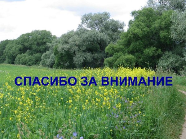 Спасибо за внимание природа