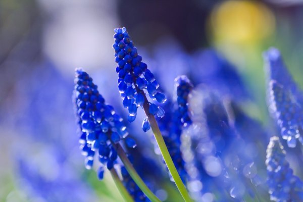 Синяя природа