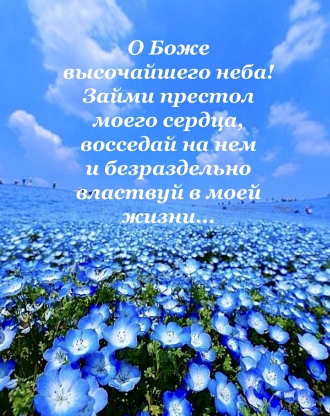 Синие цветы