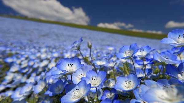 Гортензия JIP Blue