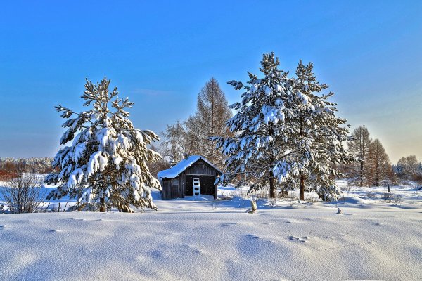 Зимний лес в деревне