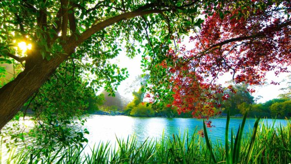 Солнечный пейзаж