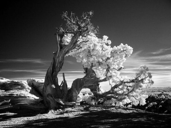 Ansel Adams фотограф