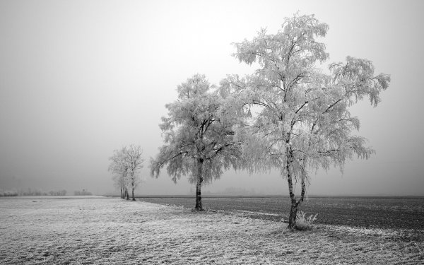 Черно-белые фотографии природы: советы и примеры – ФотоКто