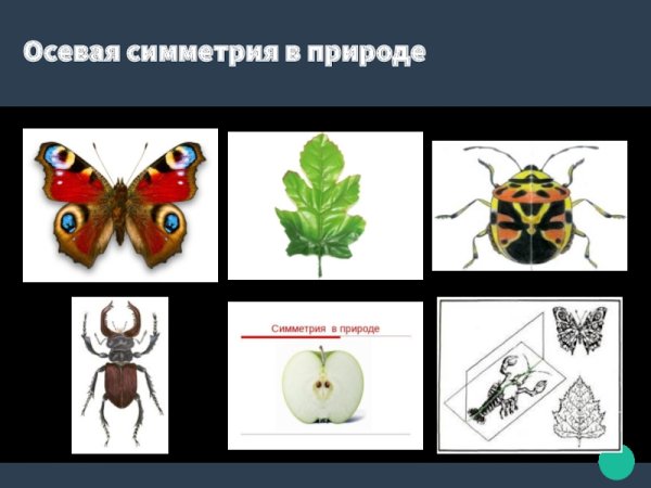 Ось симметрии в природе