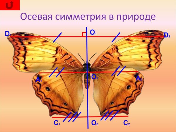 Осевая симметрия