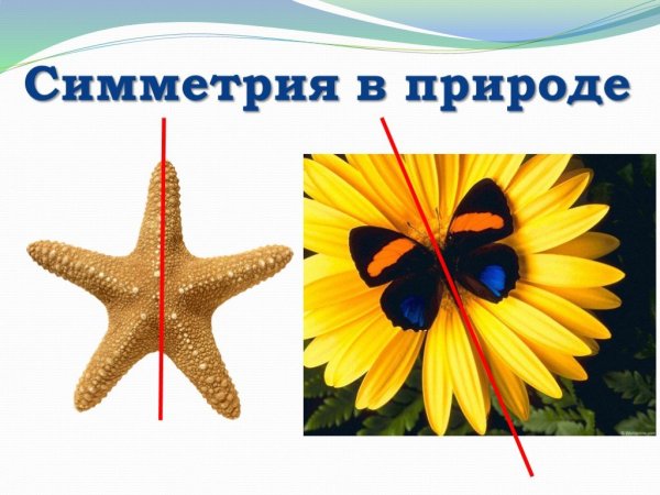 Симметрия в природе