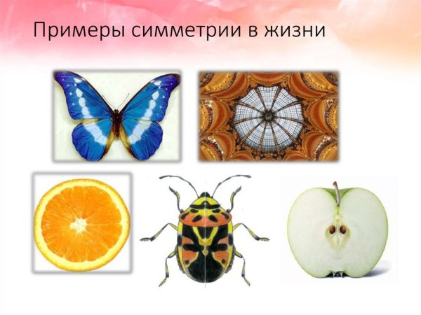 Симметричные предметы в жизни