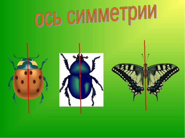 Осевая симметрия в природе
