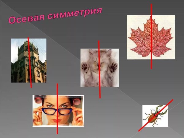 Осевая симметрия в природе