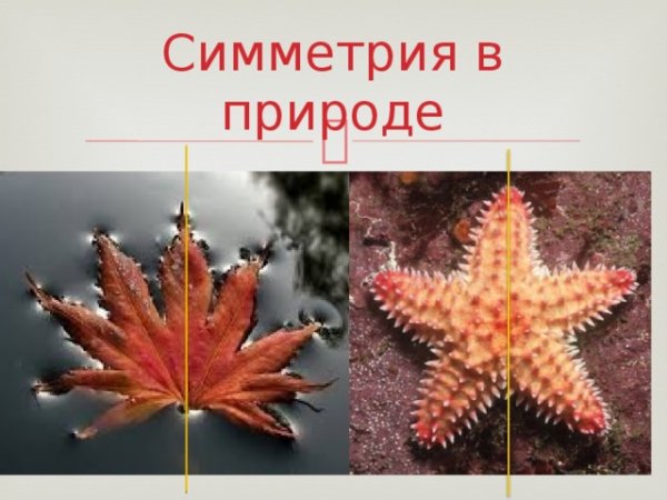 Двусторонняя симметрия в природе