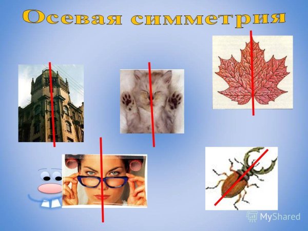 Симметричные предметы в жизни
