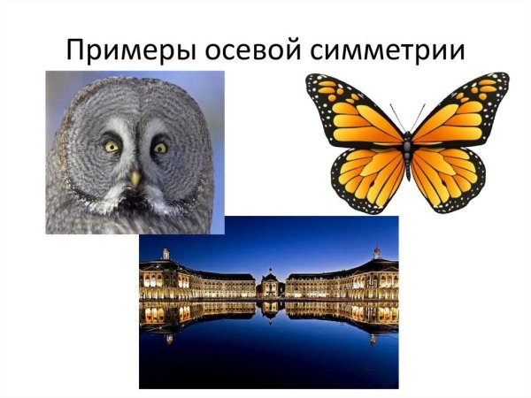 Симметричные фигуры из природы