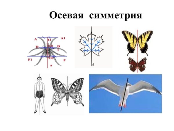 Двулучевая симметрия