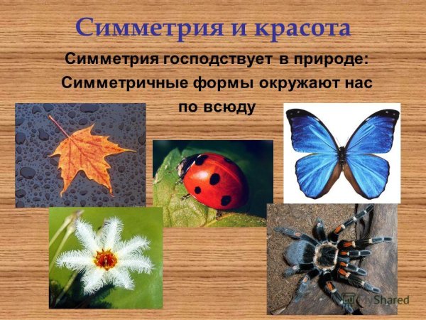 Симметрия в природе