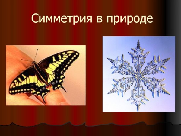 Осевая симметрия в природе