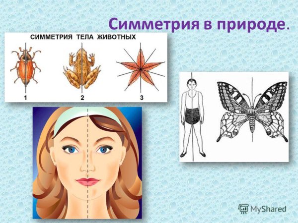 Две оси симметрии в природе