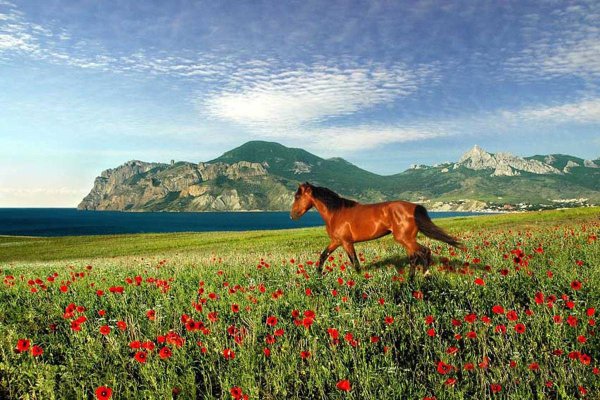 Лошади в степи Казахстана
