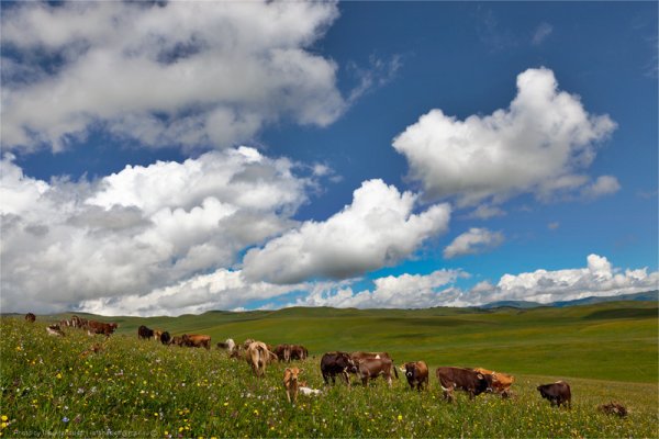Природа Казахстана Карабалык