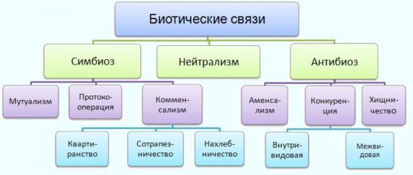 Биотические связи схема