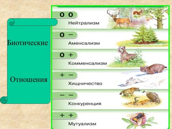 Биотические взаимоотношения организмов