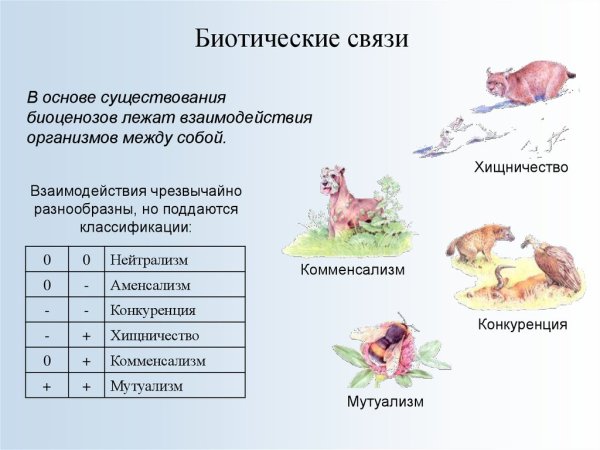 Биотические отношения в биоценозах