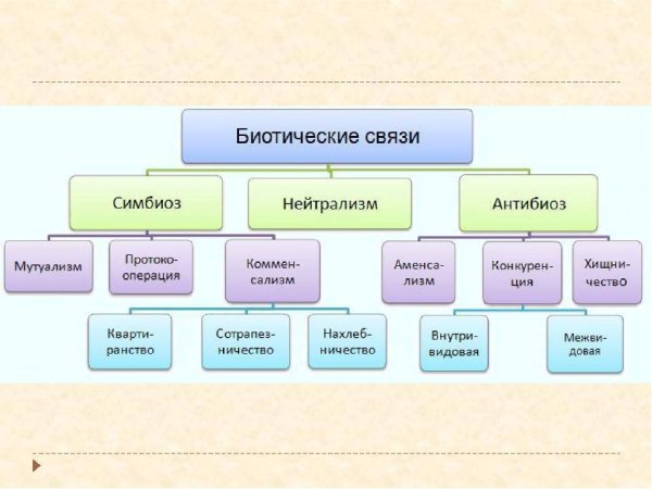 Типы взаимодействия между организмами схема