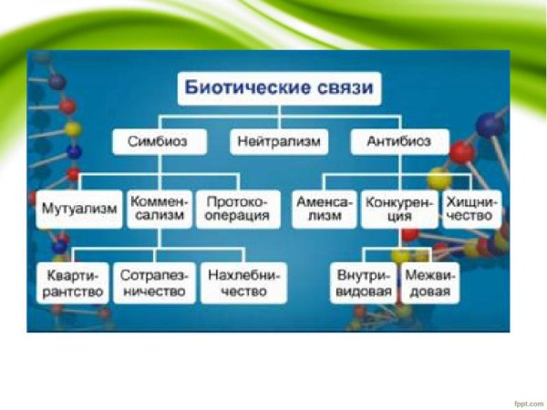 Типы взаимодействия между живыми организмами схема