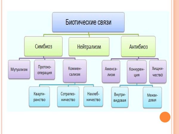 Формы взаимодействия симбиоз