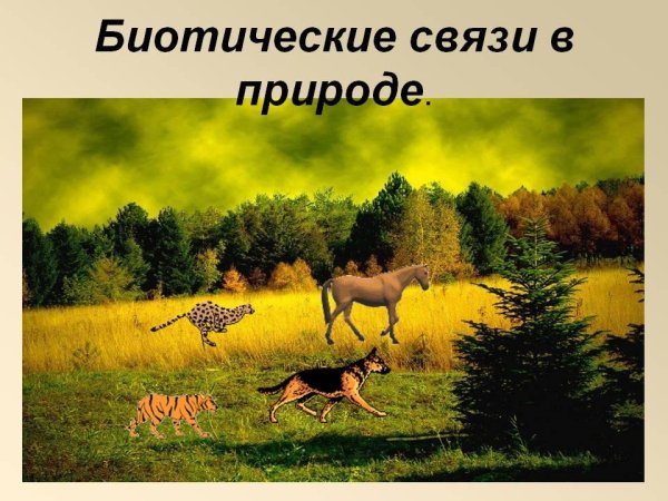 Биотические связи в природе