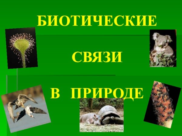 Биотическое связи в природн