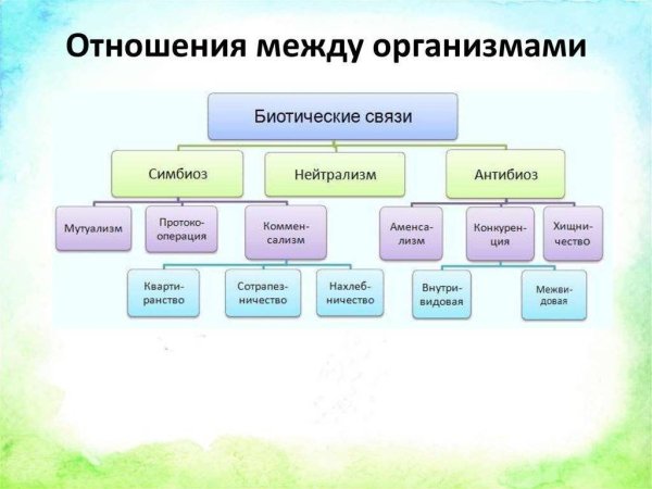 Взаимодействие между организмами примеры