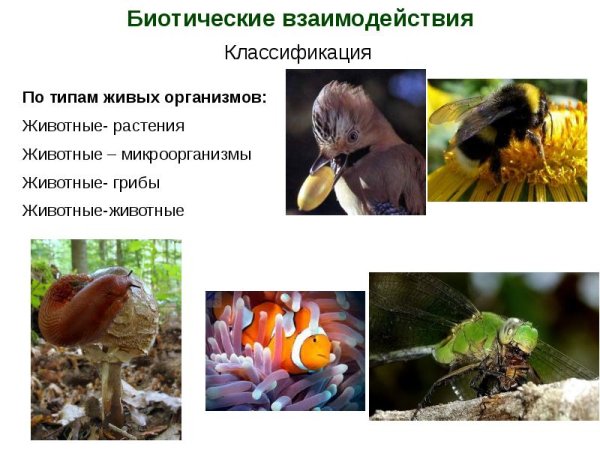 Типы взаимоотношения организмов в природе