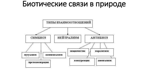 Типы биотических взаимоотношений схема